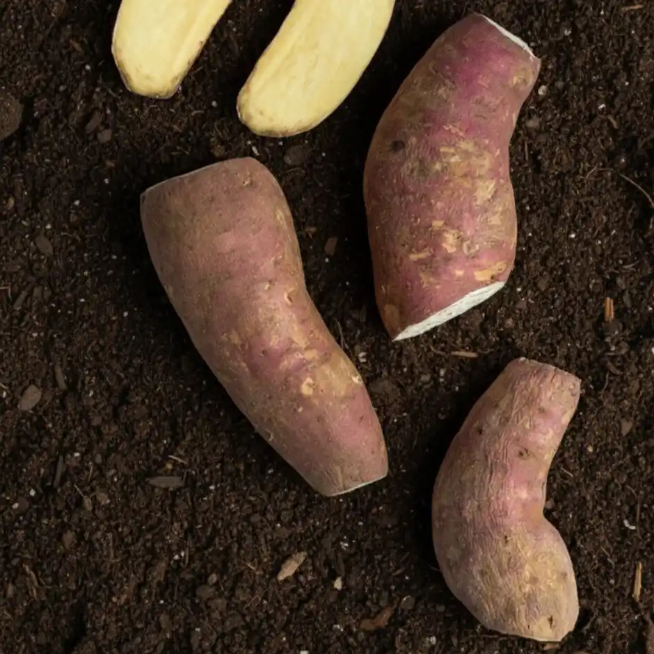 Sweet Potato