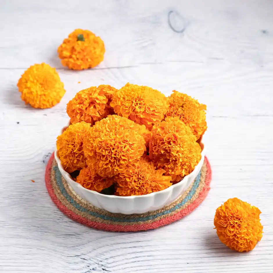 Marigold Orange Flower