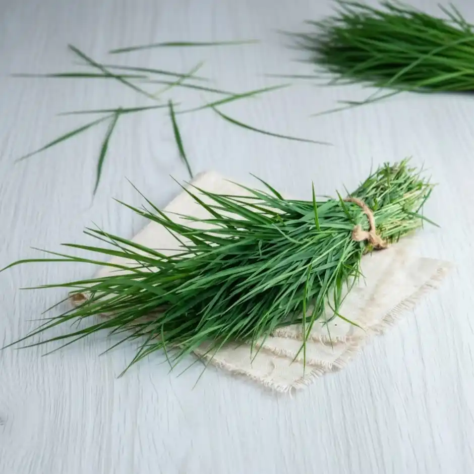 Durva Grass Doob Grass